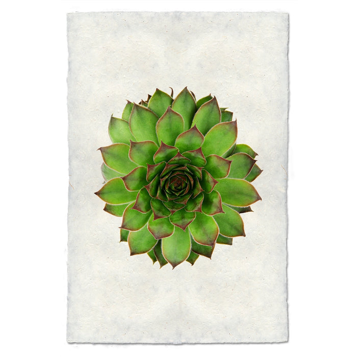 photography handmade paper green succulent plant