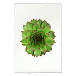 photography handmade paper green succulent plant