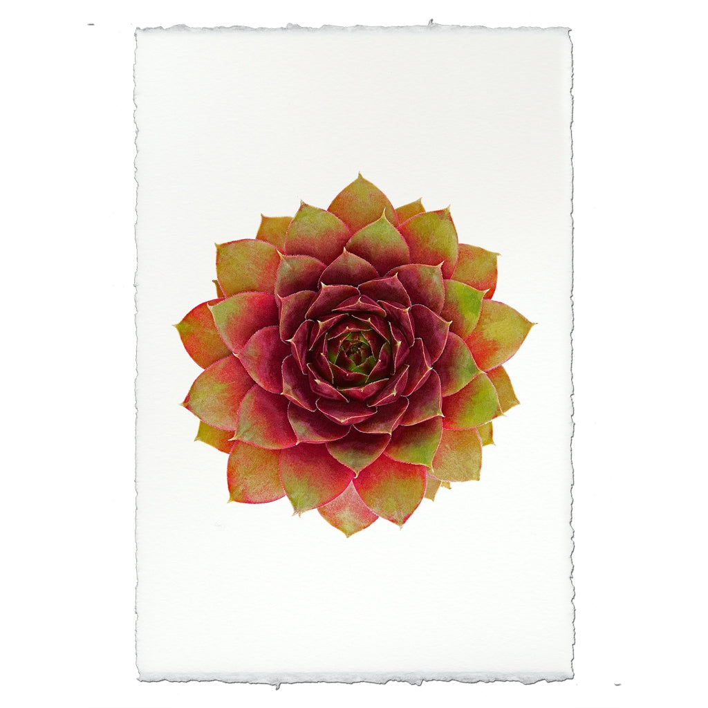 photography handmade paper green red succulent plant