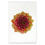 photography handmade paper green red succulent plant