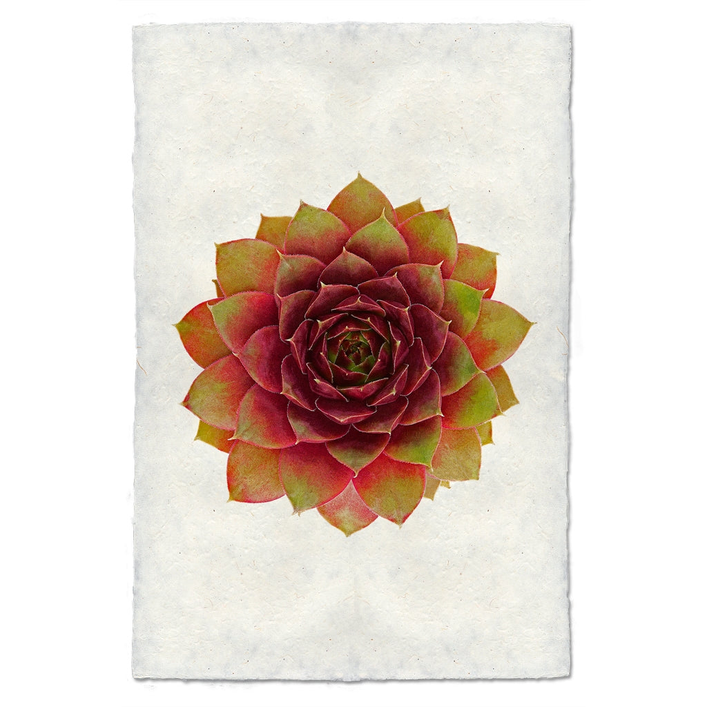 photography handmade paper green red succulent plant