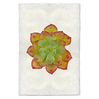 photography handmade paper green red succulent plant