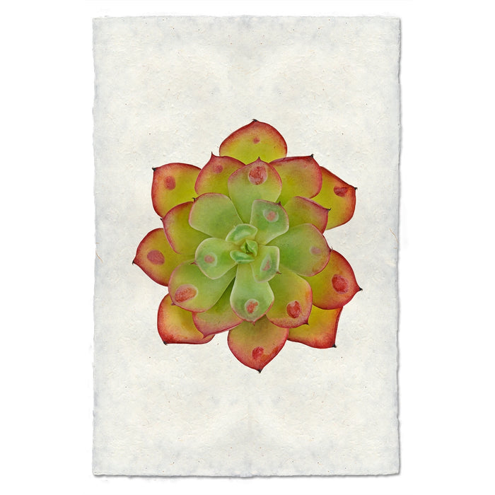 photography handmade paper green red succulent plant