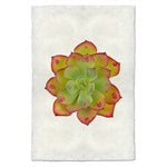 photography handmade paper green red succulent plant