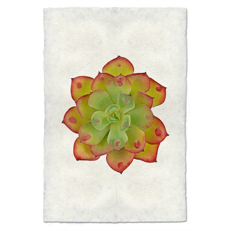 photography handmade paper green red succulent plant