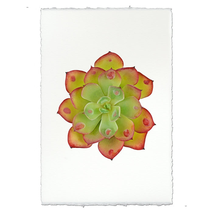 photography handmade paper green red succulent plant