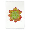 photography handmade paper green red succulent plant