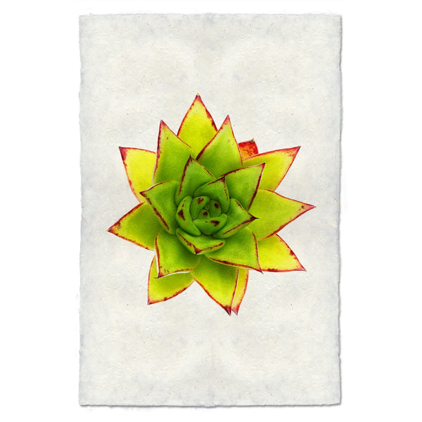 photography handmade paper green red succulent plant