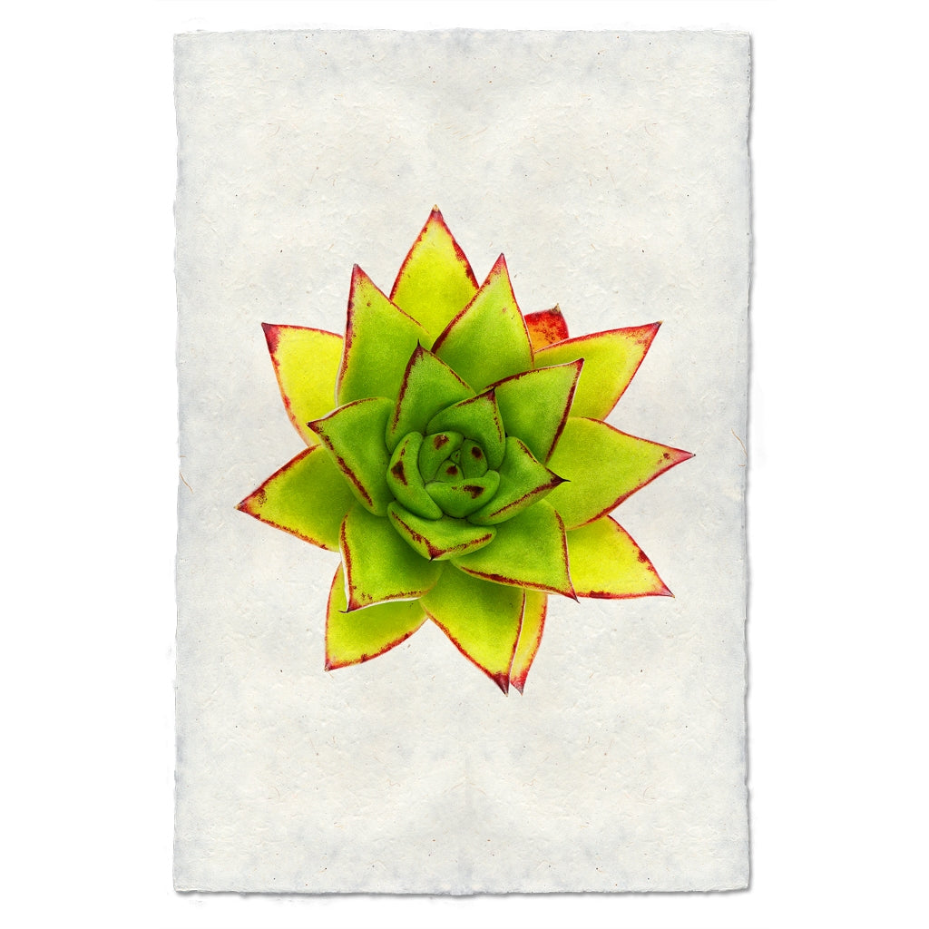 photography handmade paper green red succulent plant