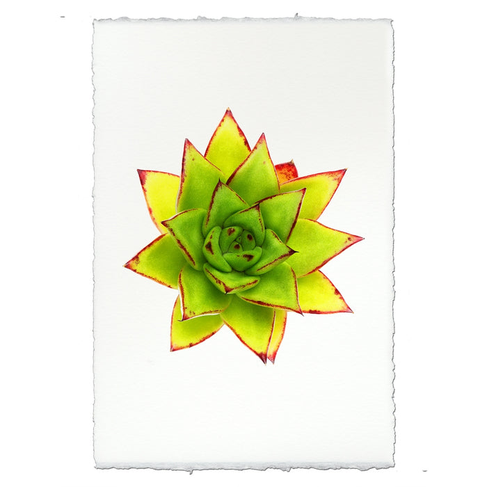 photography handmade paper green red succulent plant