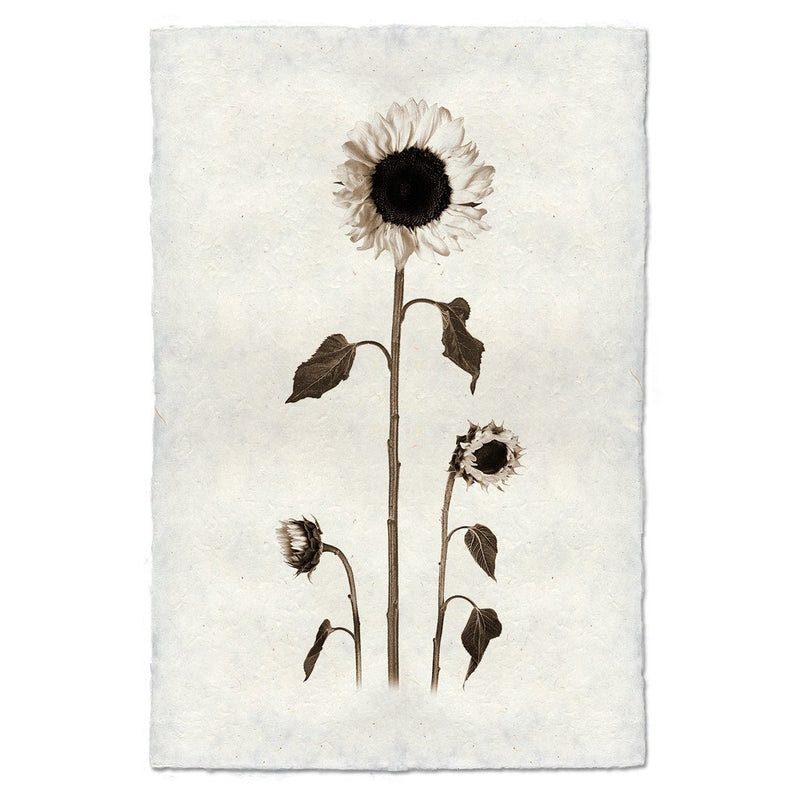 Black White Sunflowers Photography on Handmade Paper