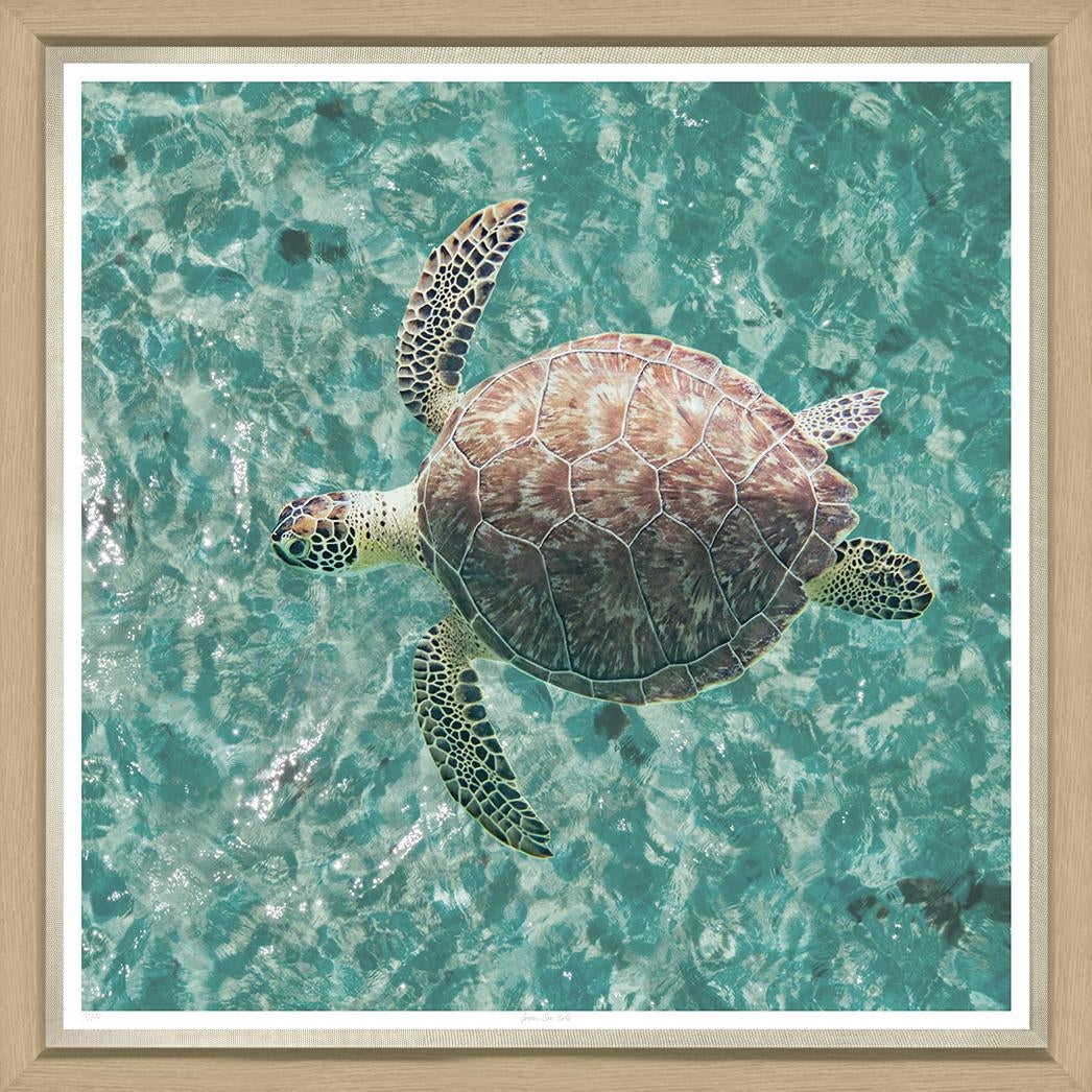 coastal sea turtle natural wood framed wall art