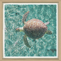 coastal sea turtle natural wood framed wall art