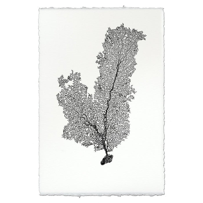 Tall Sea Fan Wall Art - USA Made Professional Sea Life Photography | BSEID