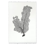 Tall Sea Fan Wall Art - USA Made Professional Sea Life Photography | BSEID