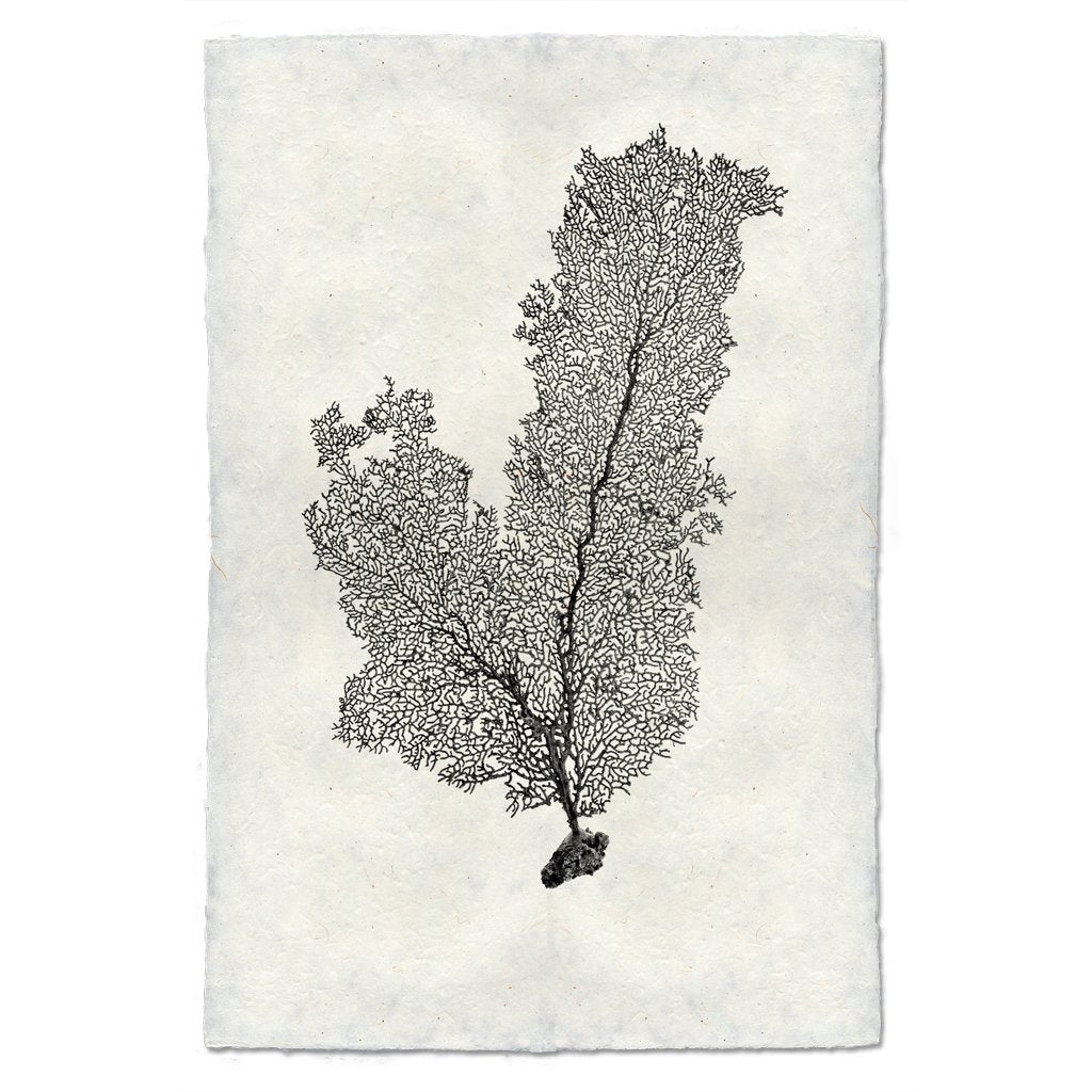 Tall Sea Fan Wall Art - USA Made Professional Sea Life Photography | BSEID