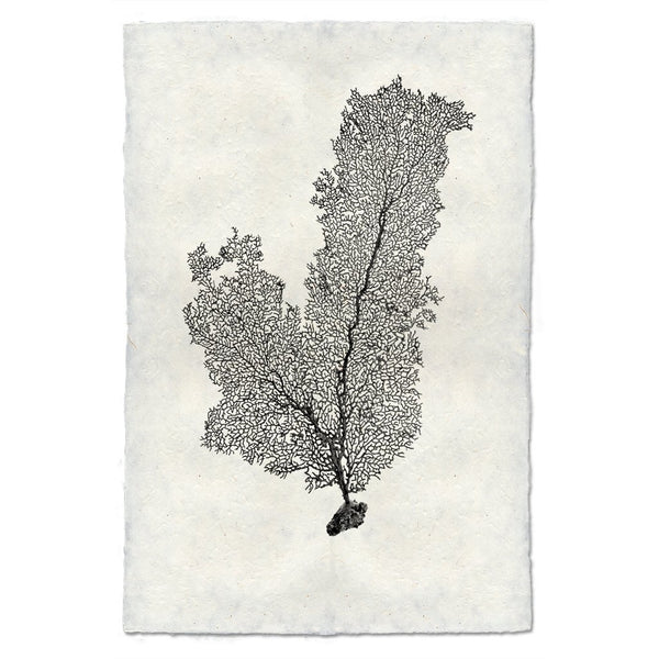 Tall Sea Fan Wall Art - USA Made Professional Sea Life Photography | BSEID