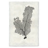 Tall Sea Fan Wall Art - USA Made Professional Sea Life Photography | BSEID