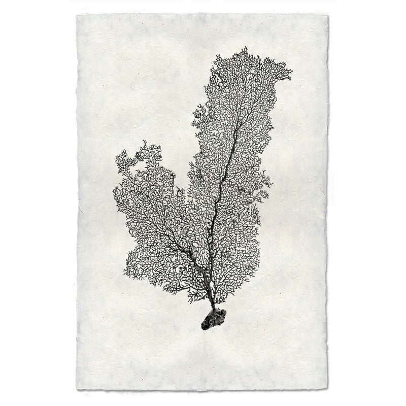 Tall Sea Fan Wall Art - USA Made Professional Sea Life Photography | BSEID