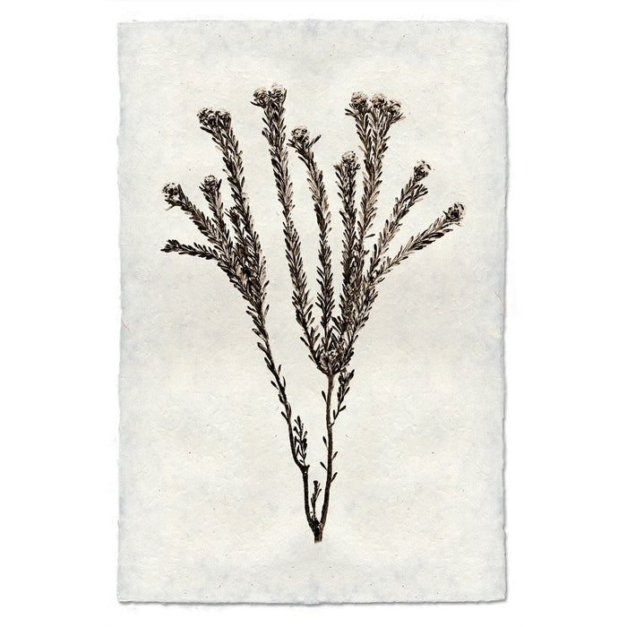 photography tortum plant weed handmade paper