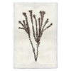 photography tortum plant weed handmade paper