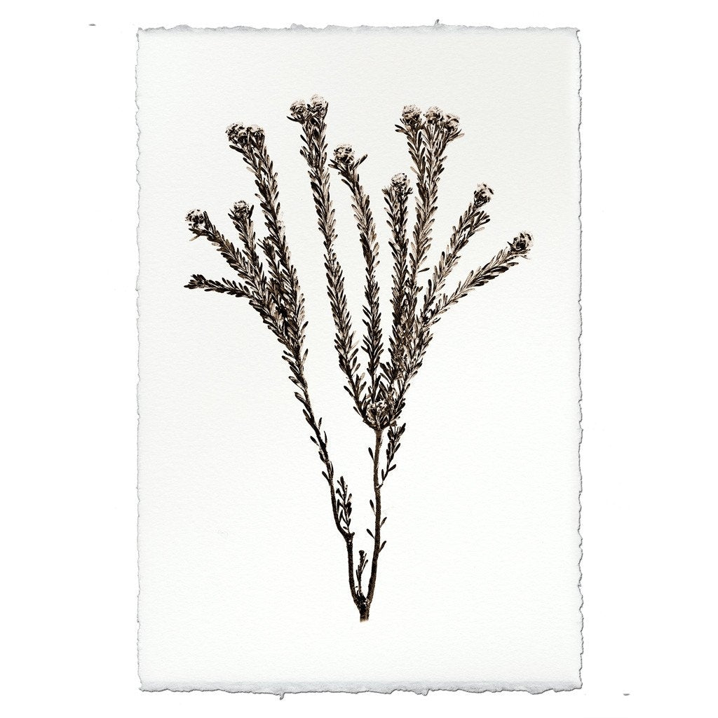 photography tortum plant weed handmade paper