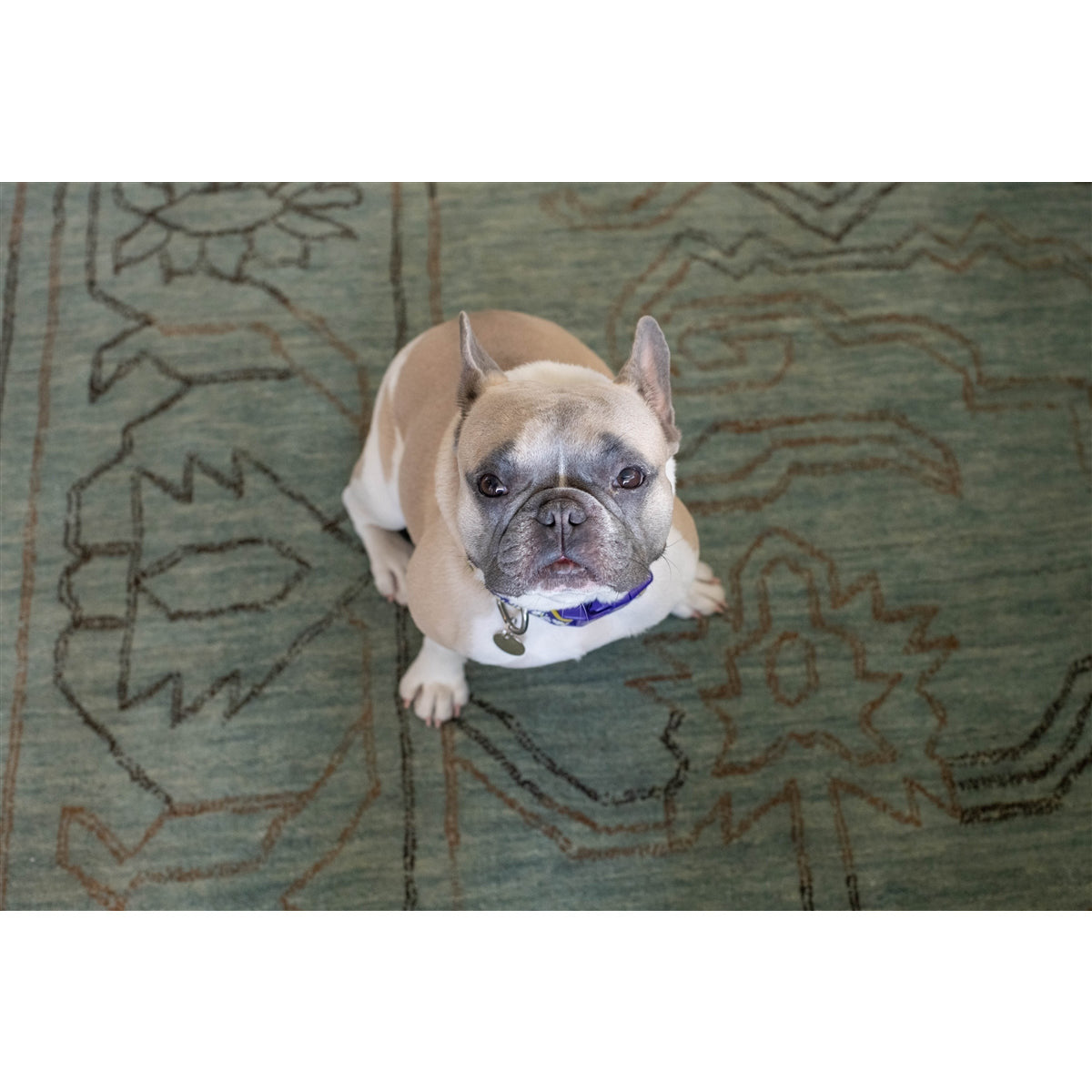 aqua wool area rug rectangle cream fringe edge